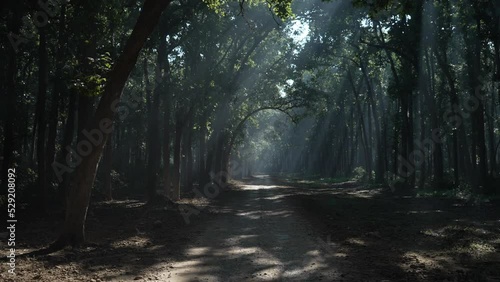 The road for the tourist and transportation in the Dense forest of Jim Corbett national park. High-quality Apple Prores 4k footage. photo
