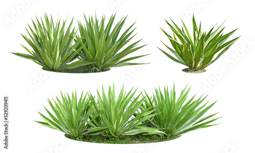 Bush Agave plants are drought tolerant in the humid tropics.  sharp thorns  Collection of 3 sets.