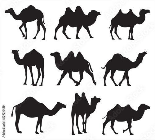 Vector set of silhouettes of two-humped and one-humped camels. Shadows Large mammal animal. Ship of the desert, steppe..