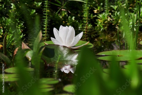 Fotografie Closeup shot of white waterlilies growing in the pond