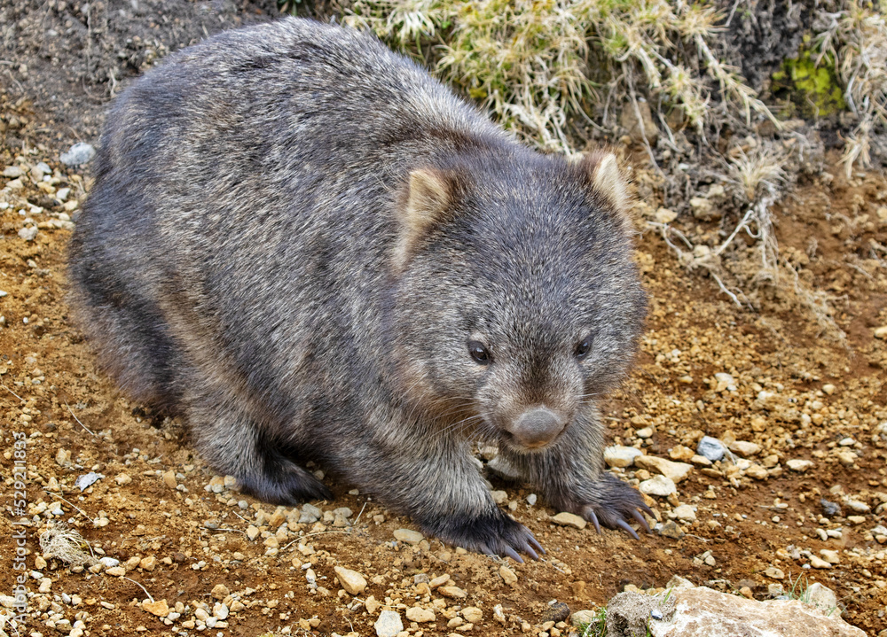 Meandering Wombat near Cradle Mountain National Park in Tasmania, Australia Meandering Wombat near Cradle Mountain National Park in Tasmania, Australia