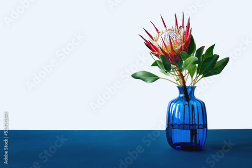Simple minimal elegant scene with Exotic King Protea cynaroides flower with leaves in blue glass vase on blue table with white background and copy space. Poster image, horizontal composition. photo