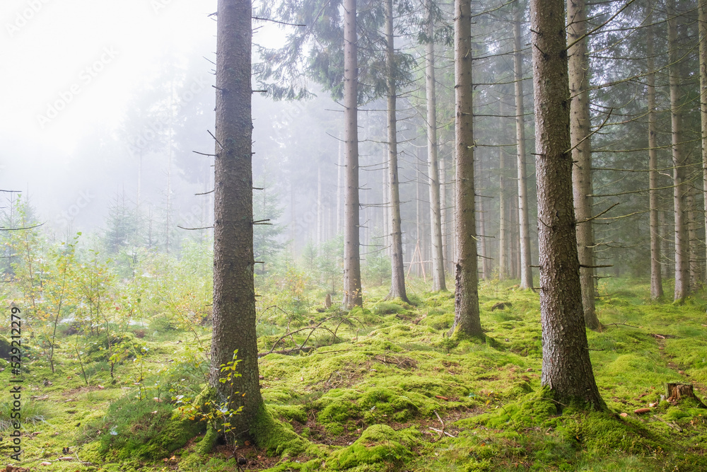 Fototapeta premium Morning mist in the spruce forest