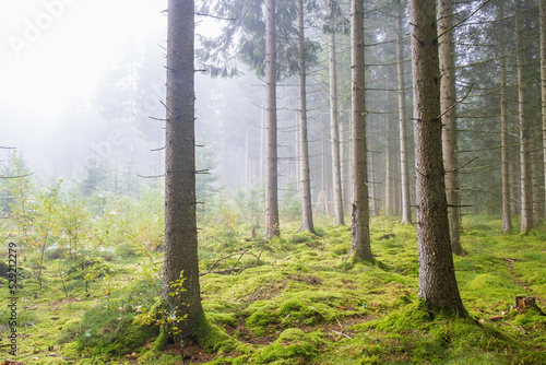 Wallpaper Mural Morning mist in the spruce forest Torontodigital.ca