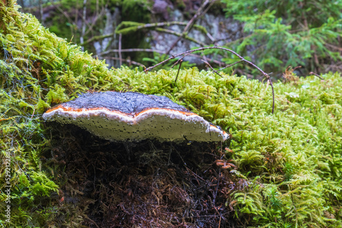 Red belted conk on a mossy tree log
