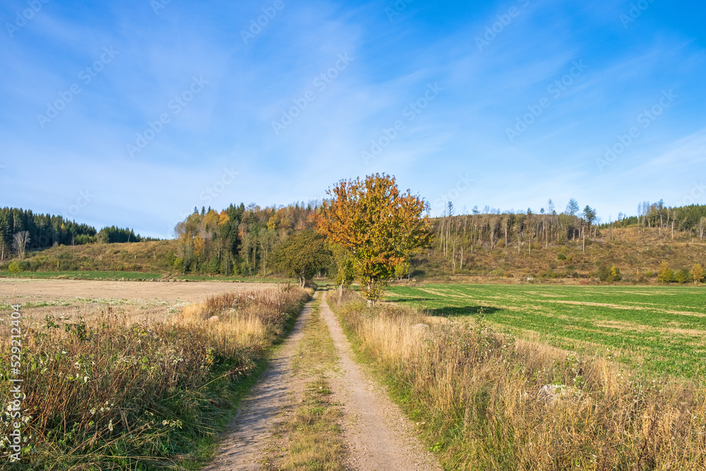 Fototapeta premium Dirt road in a cultivated land at autumn
