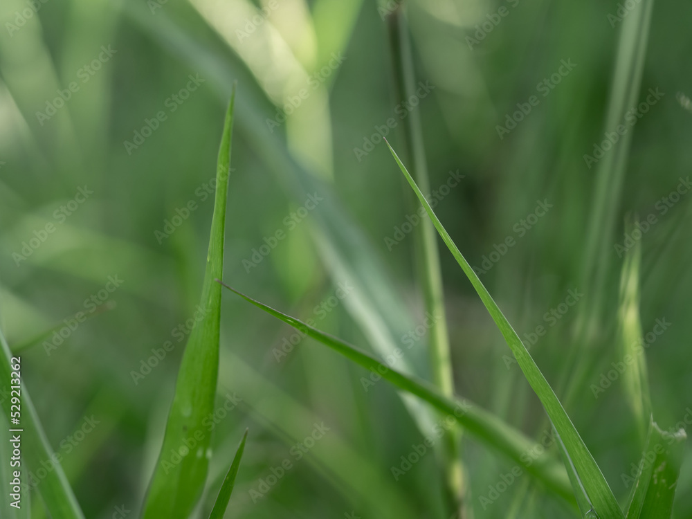 Lights and Green with yellow color on nature defocus abstract blur background Lights and Green with yellow color on nature defocus abstract blur background