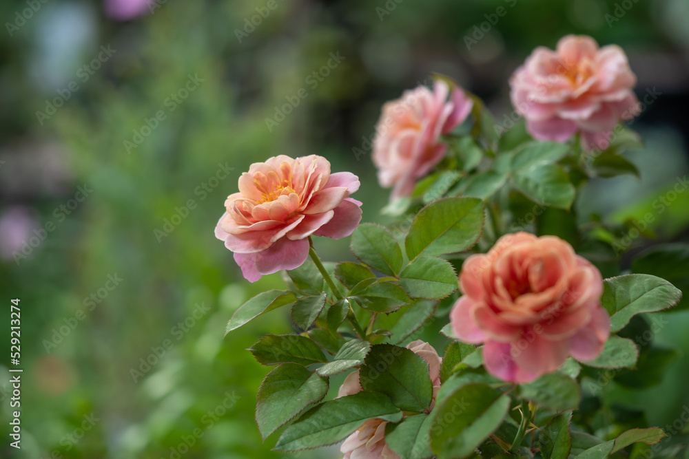 Shape and colors of Distant drums roses that blooming in Tropical climates