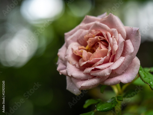 Shape and colors of Koko Loco roses that blooming