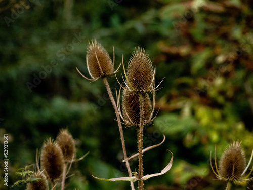 Thistle series