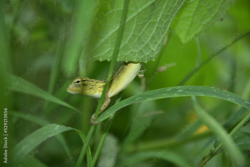 The Common Lizard Of India! The Common Lizard Of India!