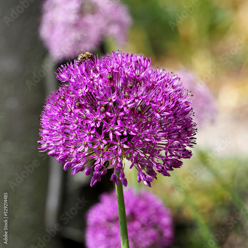 a bee is sitting on a pink round bud of a blooming decorative onion with a blurred light background . side view . nature in spring