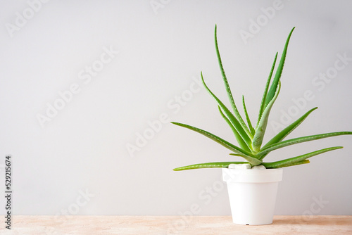 Aloe vera in white pot on colour background  space for text.