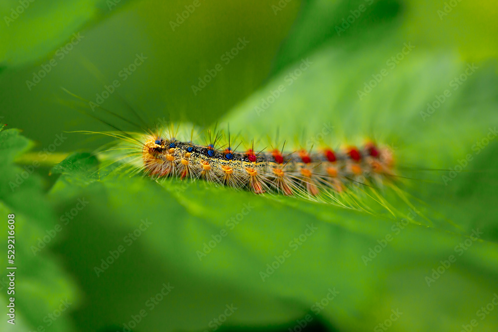 A beautiful caterpillar crawls on the leaves in the forest. Parasites in agriculture eat plant foods. Disinfection and insecticides. Close-up A beautiful caterpillar crawls on the leaves in the forest. Parasites in agriculture eat plant foods. Disinfection and insecticides. Close-up