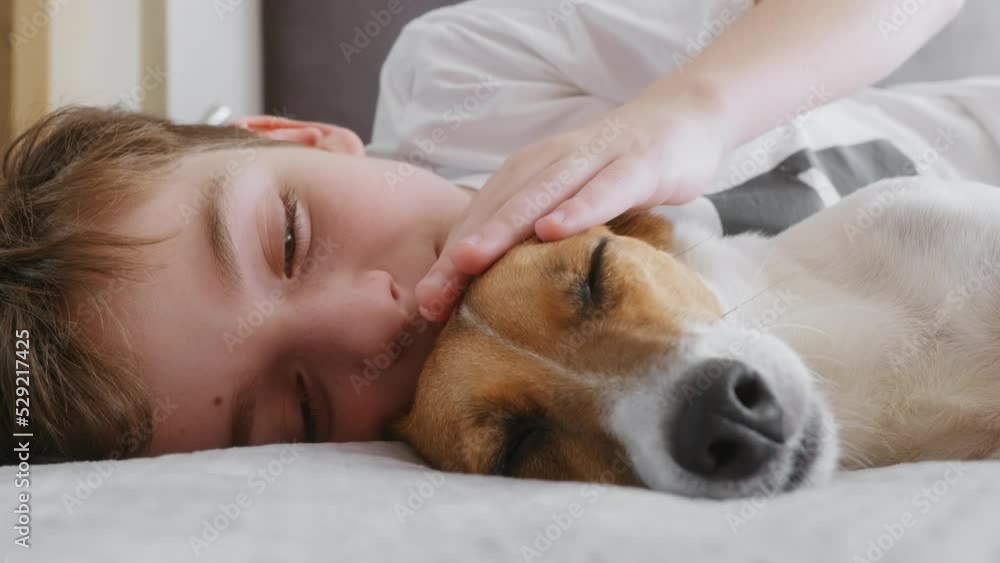Happy boy hugs dog Jack Russell Terrier smiling is lying in bed morning close up. Portrait Sleepy Child dog plays emotionally. Childhood. Pets. Care attention love for pets. Lifestyle. Go Everywhere Happy boy hugs dog Jack Russell Terrier smiling is lying in bed morning close up. Portrait Sleepy Child dog plays emotionally. Childhood. Pets. Care attention love for pets. Lifestyle. Go Everywhere