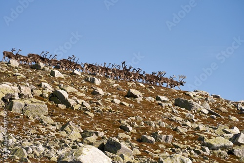 Norwegian reindeer (Rangifer tarandus tarandus) flock grazing on the Norefjell mountaintop