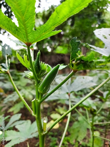 Vertical shot of okras growing in the garden on a sunny day photo