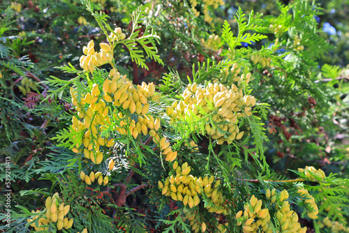 Close up view of Thuja koraiensis Nakai (tuya korejskaya) photo