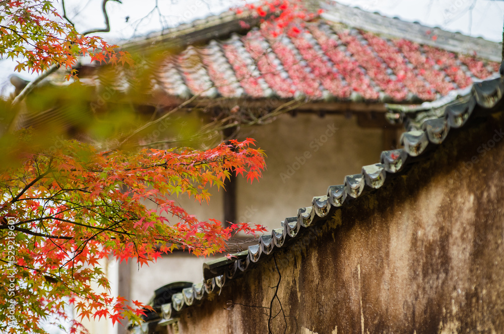 兵庫県三田市光明寺の紅葉