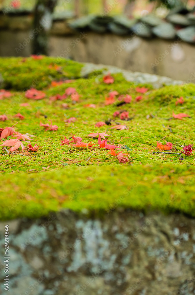 兵庫県三田市光明寺の紅葉