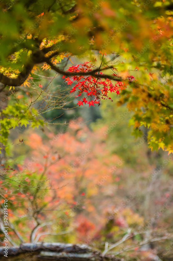 兵庫県三田市光明寺の紅葉