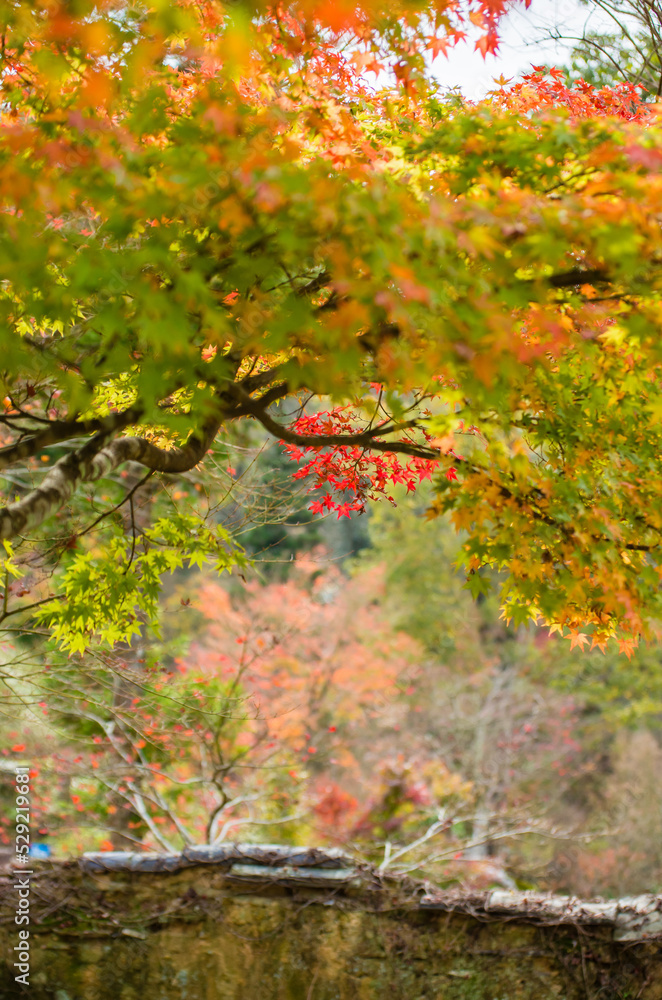 兵庫県三田市光明寺の紅葉