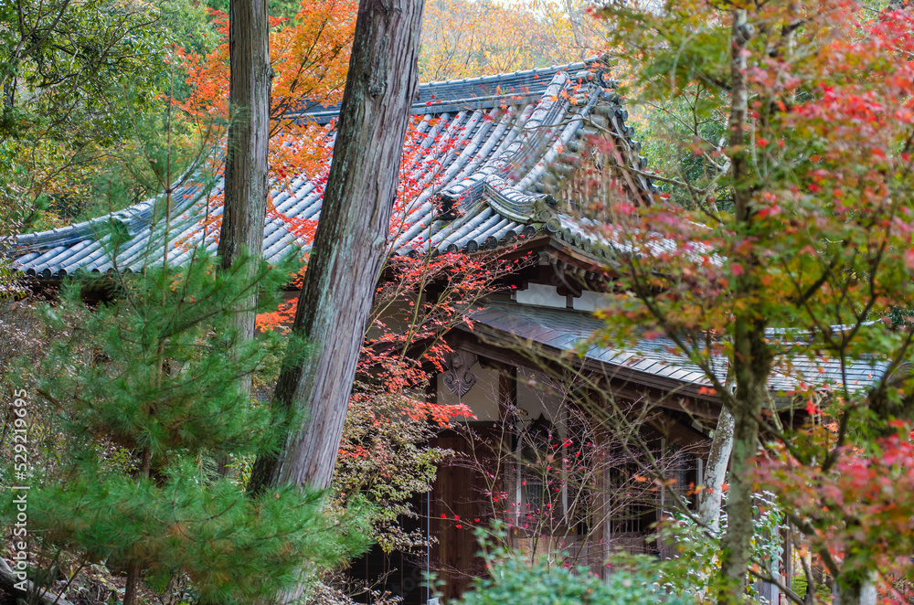 兵庫県三田市光明寺の紅葉