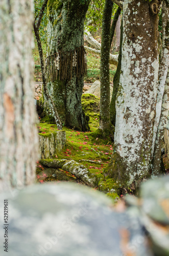 Obraz na płótnie 兵庫県三田市光明寺の紅葉 w salonie