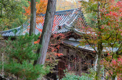 Obraz na płótnie 兵庫県三田市光明寺の紅葉 w salonie