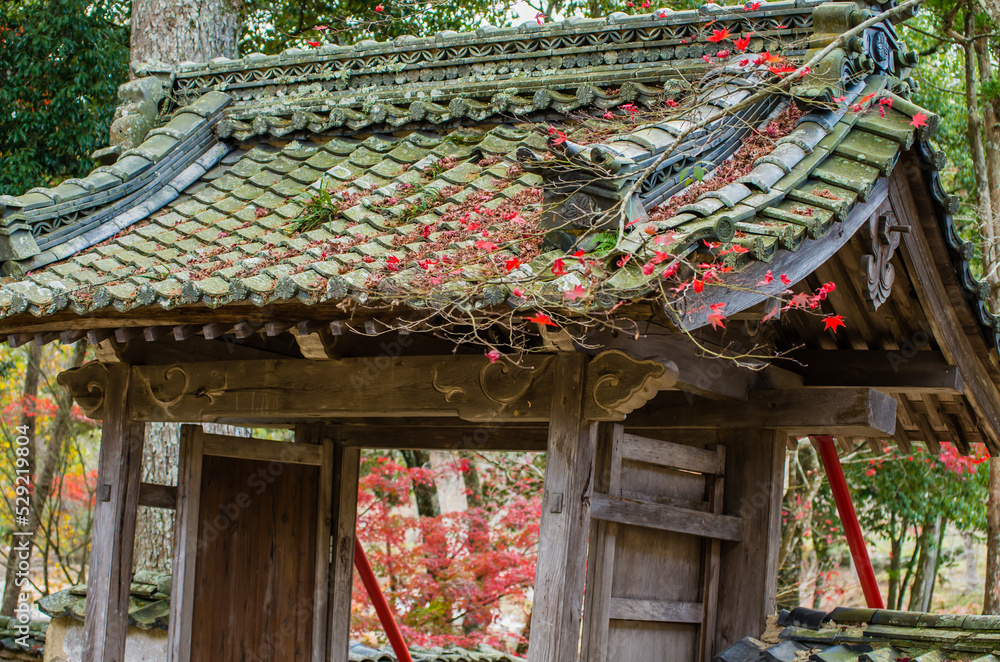 兵庫県三田市光明寺の紅葉