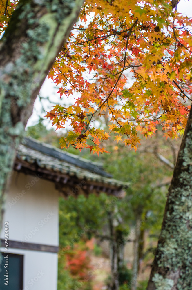 兵庫県三田市光明寺の紅葉