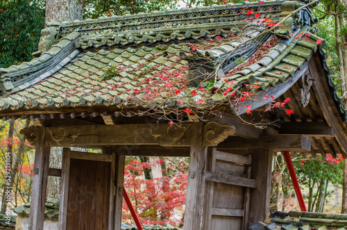 Obraz na płótnie 兵庫県三田市光明寺の紅葉 w salonie