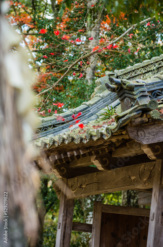兵庫県三田市光明寺の紅葉