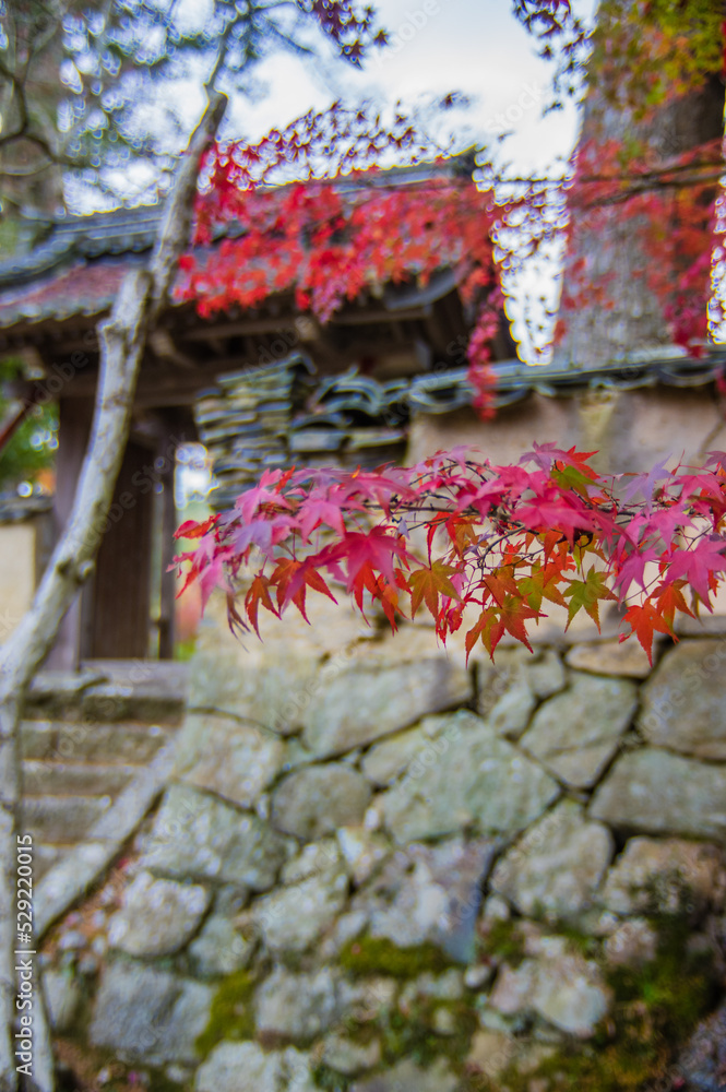 兵庫県三田市光明寺の紅葉