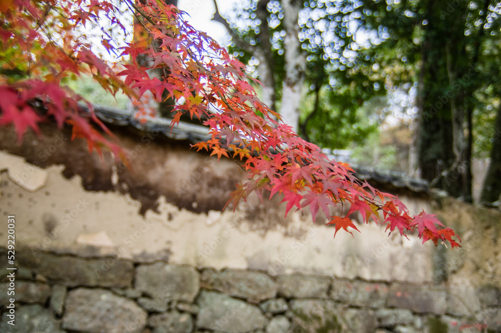 兵庫県三田市光明寺の紅葉
