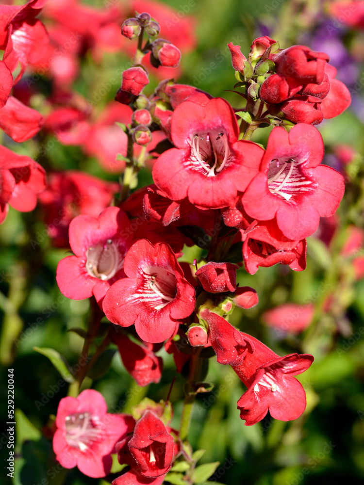 Red beardtongue flowers (Penstemon) in a garden