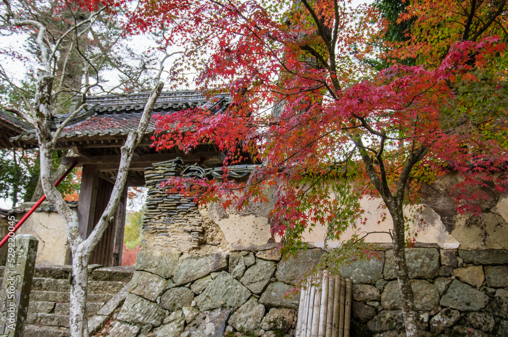 兵庫県三田市光明寺の紅葉