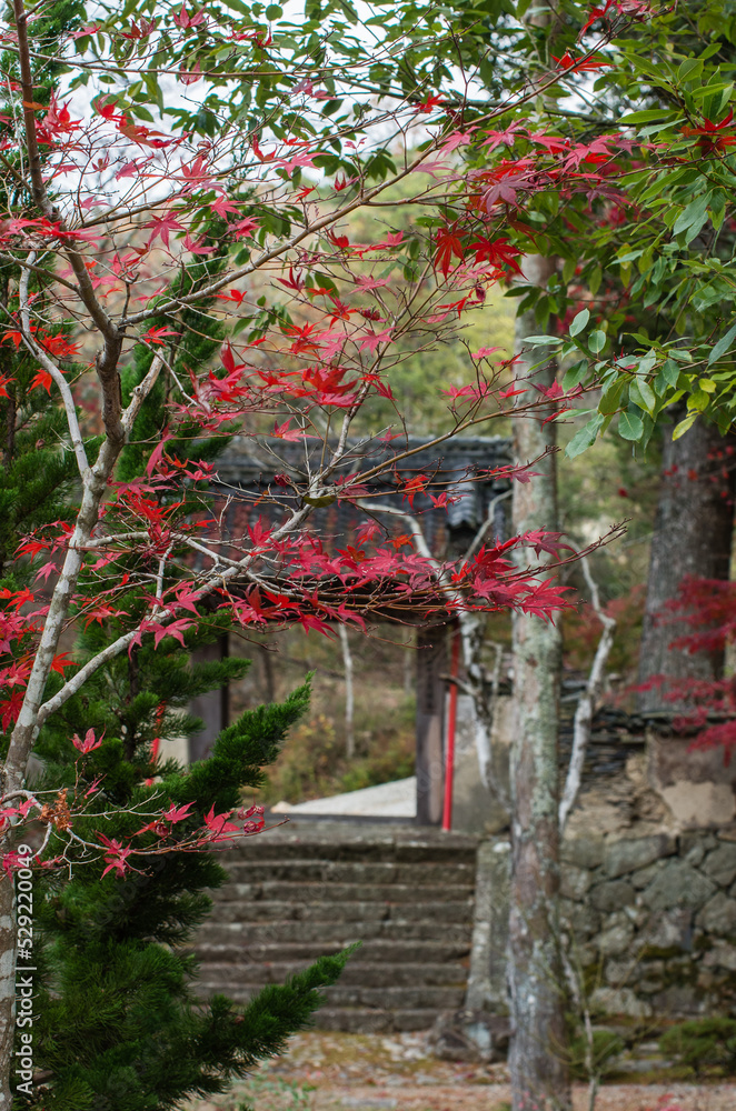 兵庫県三田市光明寺の紅葉