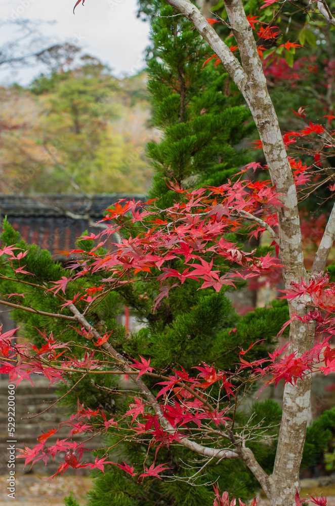 兵庫県三田市光明寺の紅葉