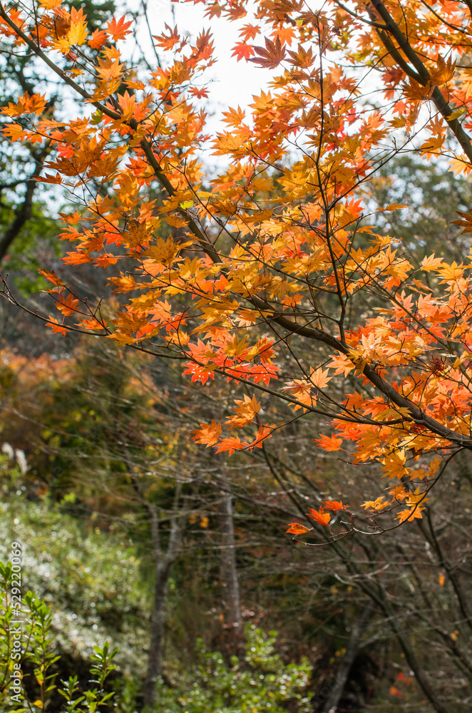 兵庫県三田市光明寺の紅葉