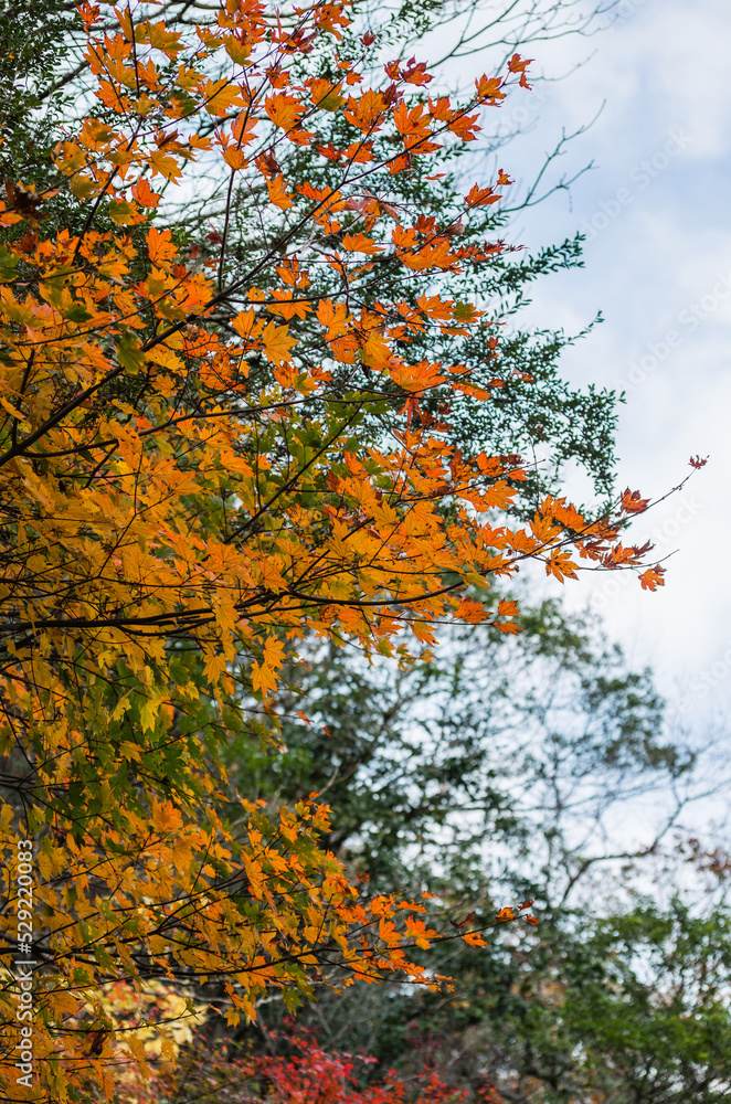 兵庫県三田市光明寺の紅葉