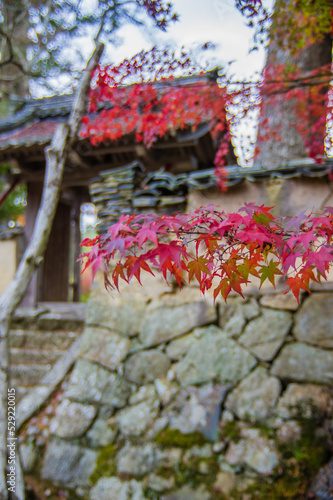 Obraz na płótnie 兵庫県三田市光明寺の紅葉 w salonie