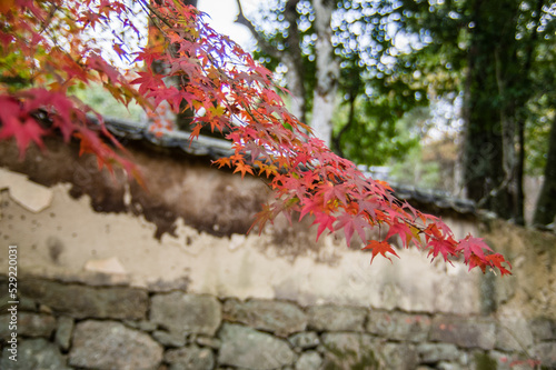 Obraz na płótnie 兵庫県三田市光明寺の紅葉 w salonie
