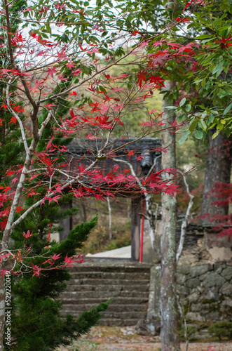 Obraz na płótnie 兵庫県三田市光明寺の紅葉 w salonie