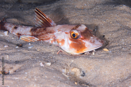 A Bluefin gurnard fish (Chelidonichthys kumu) hiding in the sand photo