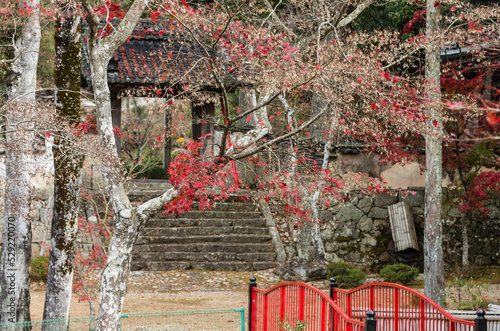 Obraz na płótnie 兵庫県三田市光明寺の紅葉 w salonie