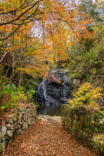 Obraz na płótnie 兵庫県三田市光明寺の紅葉 w salonie