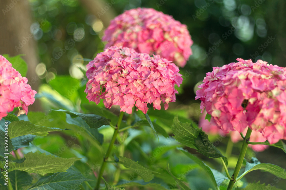 Close up light pink hortensia fresh flowers blur background. Close up light pink hortensia fresh flowers blur background.
