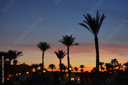 Landscape. Sunset and palm trees