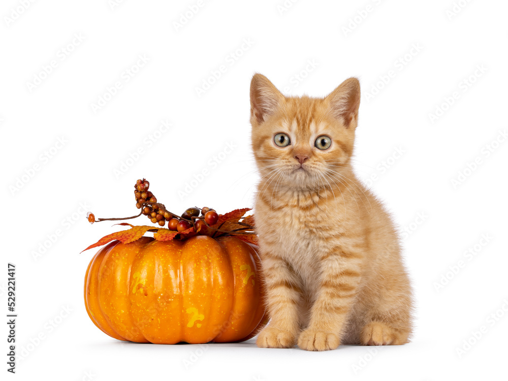 Adorable red British Shorthair cat kitten, sitting beside orange fake pumpkin. Looking towards camera. Isolated on a white background. Adorable red British Shorthair cat kitten, sitting beside orange fake pumpkin. Looking towards camera. Isolated on a white background.